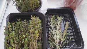 Тимьян (Чабрец) и Розмарин размножение черенками. Как вырастить без хлопот.