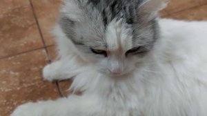 Готовим с Любой  блины с рыбой и творожным сыром.С масленицей !