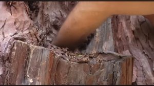 Какое бережное отношение к возрастным деревьям