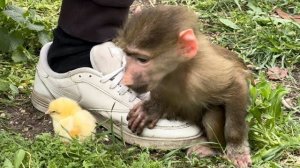 Вы только посмотрите как Маня и Степа ЦЫПЛЯТ БОЯТСЯ и прячутся за Влада!