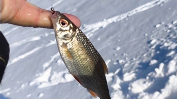 4 орлик - глухозимье