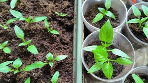 Рассада перца_Уход за рассадой перца после всходов_Тара для рассады