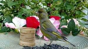 Большие Синицы, Зеленушки и Голуби на кормушке