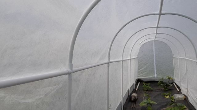 ПАРНИК ТУНЕЛЬ 20.06.2022