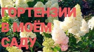 Гортензии в моём саду! Сезон 2025г.