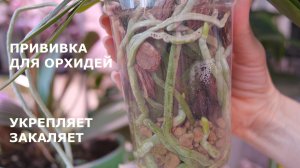 Иммунитет орхидей в ШОКЕ 😃. Для мощного роста и цветения. О средствах, которыми пользуюсь давно.