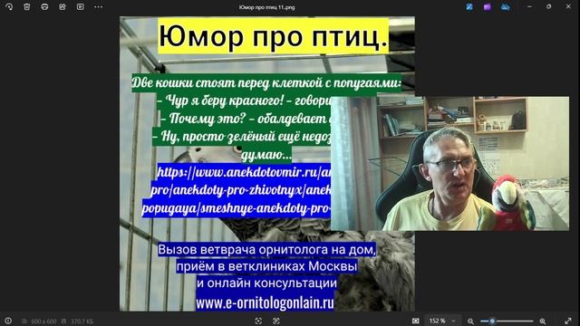 Юмор про птиц 11.