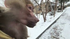 СМЕХ! Люська побежала проведывать своих женихов! Без Степашки она вообще идти домой отказывается!