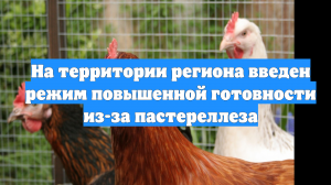 На территории региона введен режим повышенной готовности из-за пастереллеза