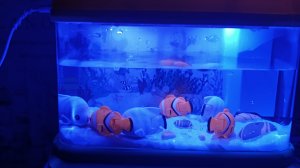 🐟обзор на игрушечный аквариум🐟
