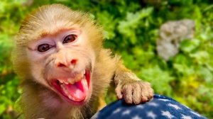 Специалистам по гамадрилам НЕ НУЖНО писать мне поэмы из советов, я лучше знаю своих обезьян)))С