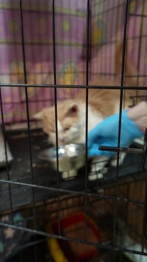 День ветврача: встреча с пафиентами