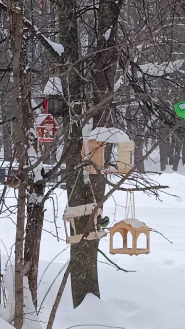 Синицы и голуби делят кормушку в зимнем парке! Кто кого? 🐦❄️ Забавные птицы на снегу