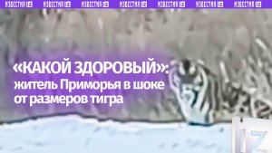 Амурский тигр поразил жителя Приморья: огромный кот отдыхал на обочине дороги