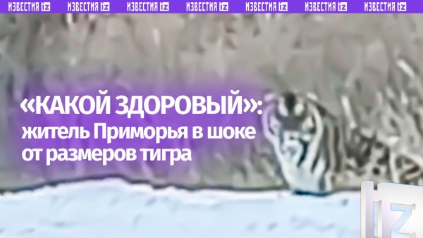 Амурский тигр поразил жителя Приморья: огромный кот отдыхал на обочине дороги