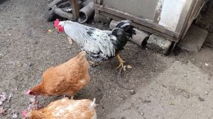 Рыбка для курочек 🐔