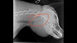 На операционном столе! Пёс из последних сил цепляется за жизнь! | Пирожок