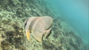 В погоне за рыбкой