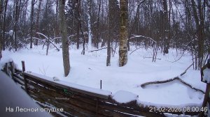 LIVE: На лесной опушке. Природа онлайн