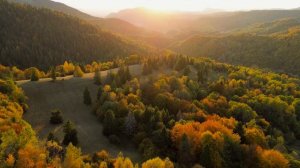 4к видео природа и животные