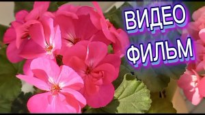 Пеларгония.Видео-фильм.
От бутона к цветку, от цветка к соцветию.