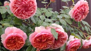 Роза Чиппендейл - само совершенство!