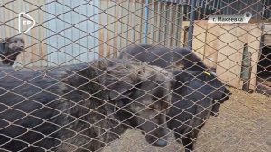 Вопрос о приюте в Макеевке должен быть решен