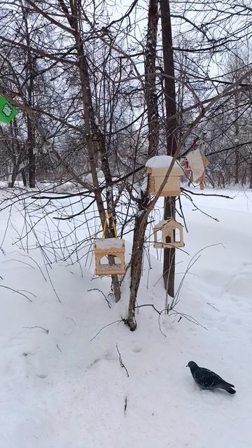 Птицы в зимнем парке: синицы и голуби у кормушки! Красота природы под снегом ❄️🐦