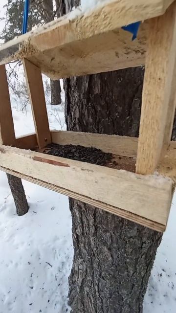 Проверка кормушек для птиц