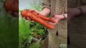 ВЫРАЩИВАЕМ МНОГО ОВОЩЕЙ НА МИНИМУМ ПРОСТРАНСТВА КАК ВАМ СПОСОБ ПИШИТЕ В КОММЕНТАРИИ