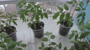 Выращивание хорошей рассады помидоров