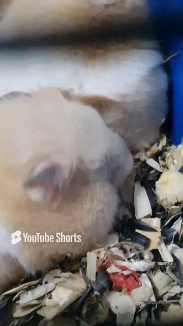 Хомячок стачивает зубы с интересом, абрикосовая косточка