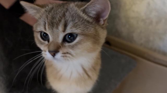 IMG_3440 (Лисичка)