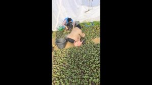 2026-02-21-095109778.mp4 Кассетная рассада клубники 🍓 сорт Априка.