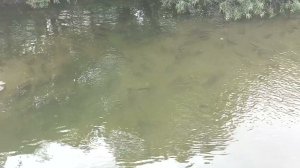 Нерест горбуши на реке, по пути в туре на маяк Анива