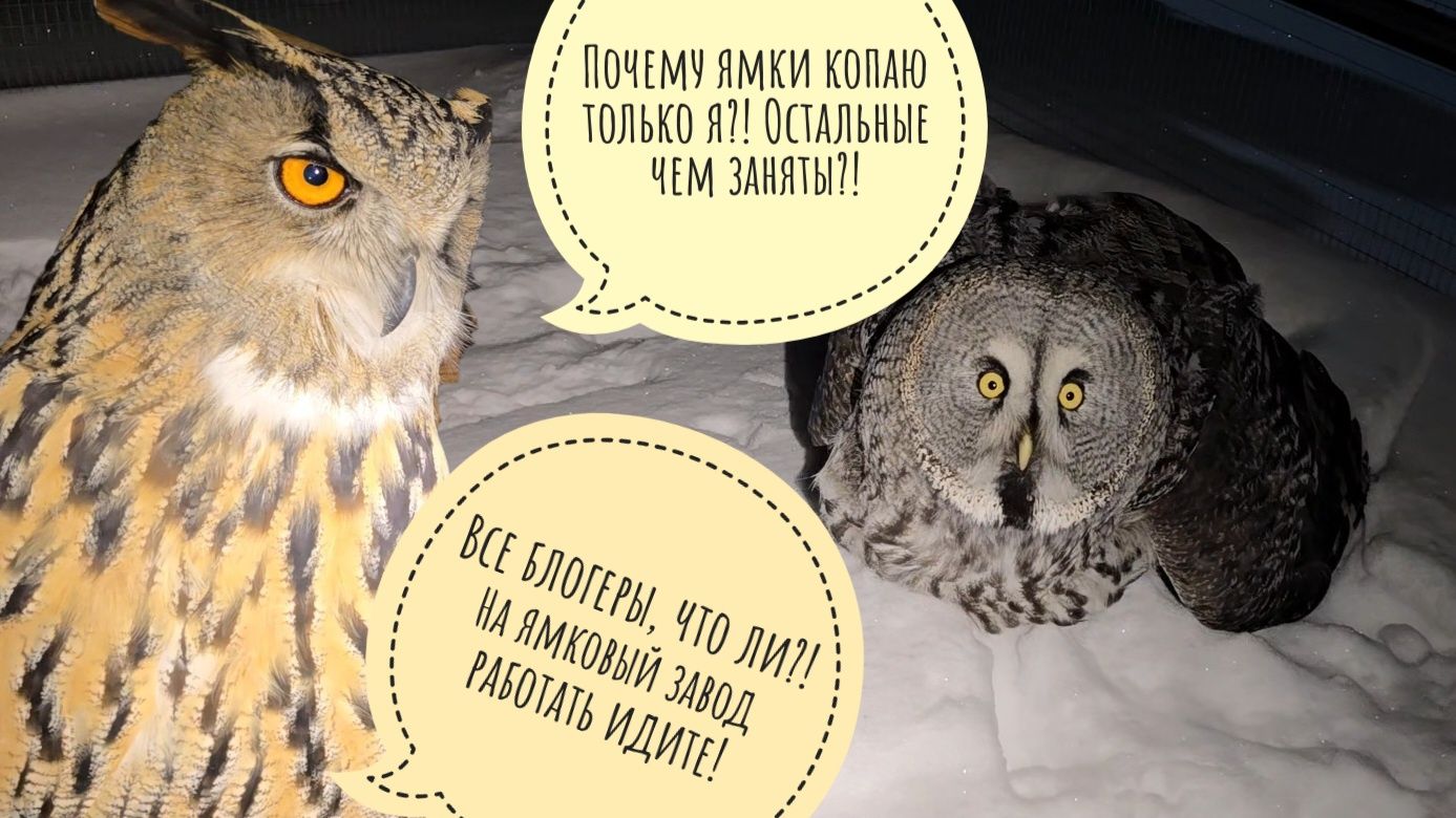 Как дела у совы Кофи. Филин Ёль тащит подушку и немного ужинает. Огненный закат серого дня смотреть онлайн