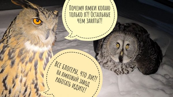 Как дела у совы Кофи. Филин Ёль тащит подушку и немного ужинает. Огненный закат серого дня