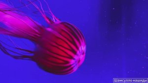 #Коран#АльБакъара#СамыеКрасивыеМеста#Relaxation##Islam#Quran#AlBaqarah'#Minshawiy #4кВидео#18часть#