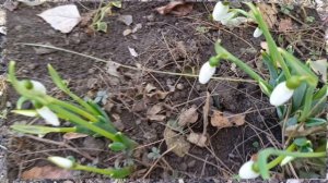 Весны Вам в душе!🌸🌸🌸
Подснежники нашего двора💖