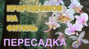 Phal. lindenii и schilleriana перебрались в классическую систему посадки.