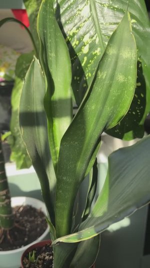 Сансевиерия Блэк даймонд | Sansevieria Black Diamond — как выглядит сорт(обзор растения)