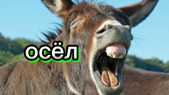 ОБИДЕЛСЯ ОСЁЛ 🤣🤣🤣 смотреть онлайн