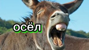 ОБИДЕЛСЯ ОСЁЛ 🤣🤣🤣