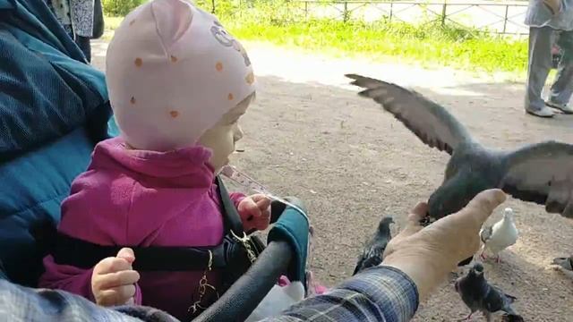 Малыш кормит голубей с руки
