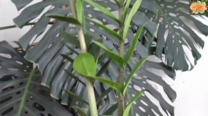 Замиокулькас