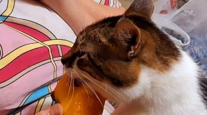 fa4ef007-a324-4807-9355-a0fb0bd834f2-1_all_6613.mp4 любитель хурмы