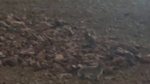 лас-вегас 2026 февраль