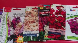 Выращивание Маттиолы (Левкоя) из семян #цветы #левкой #маттиола #рассада #сад #семена #весна #посев