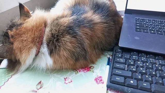 С Мусей отвечаем на комментарии