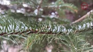 «По Уссурийскому краю». Про ель.